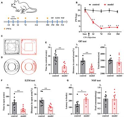 Electroacupuncture Ameliorates Chronic Inflammatory Pain-Related Anxiety by Activating PV Interneurons in the Anterior Cingulate Cortex